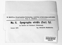 Opegrapha viridis image